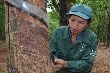 26 năm gắn bó với nghề cạo mủ 